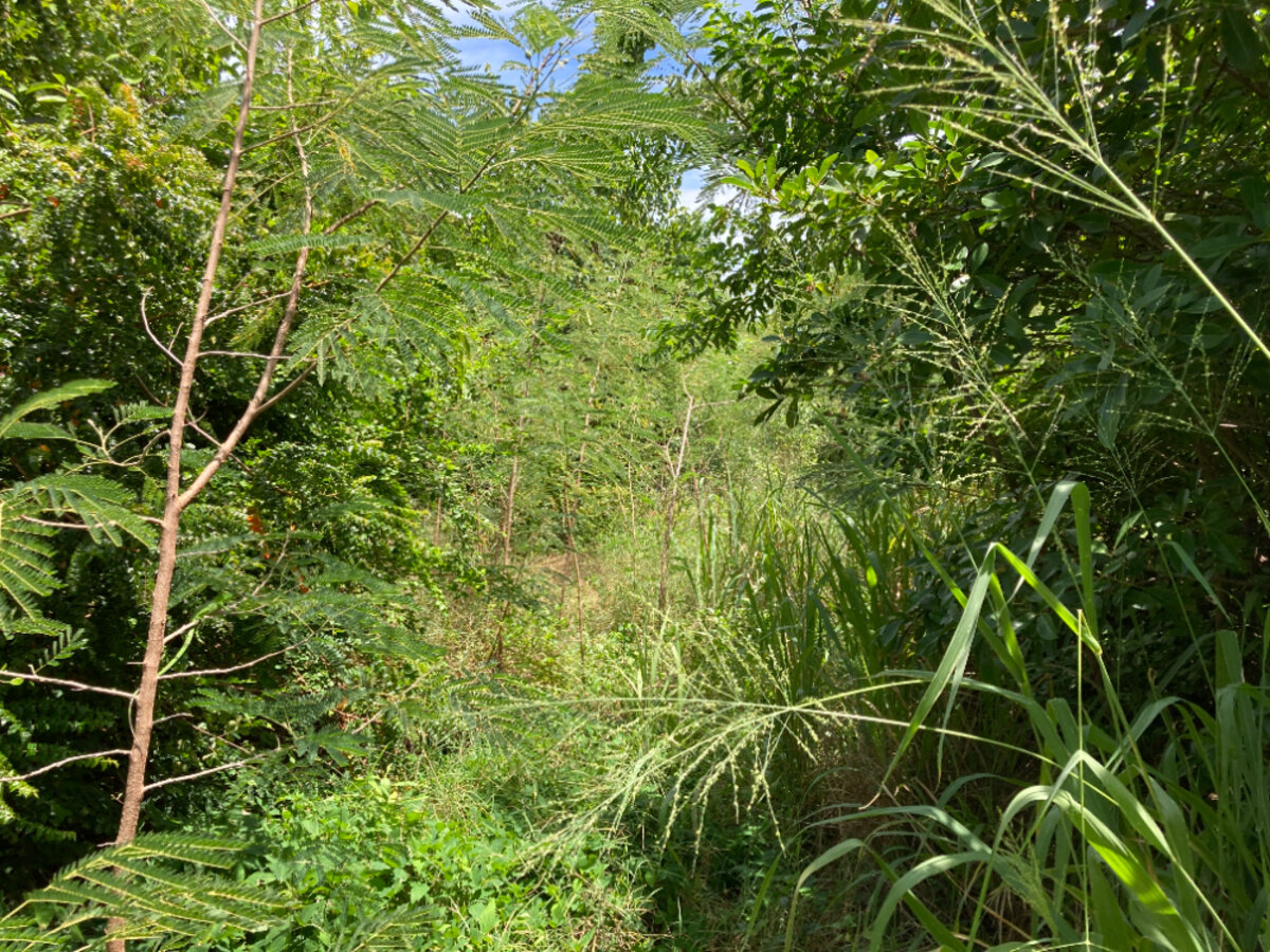 Terrain cote Baie Rouge Terres Basses