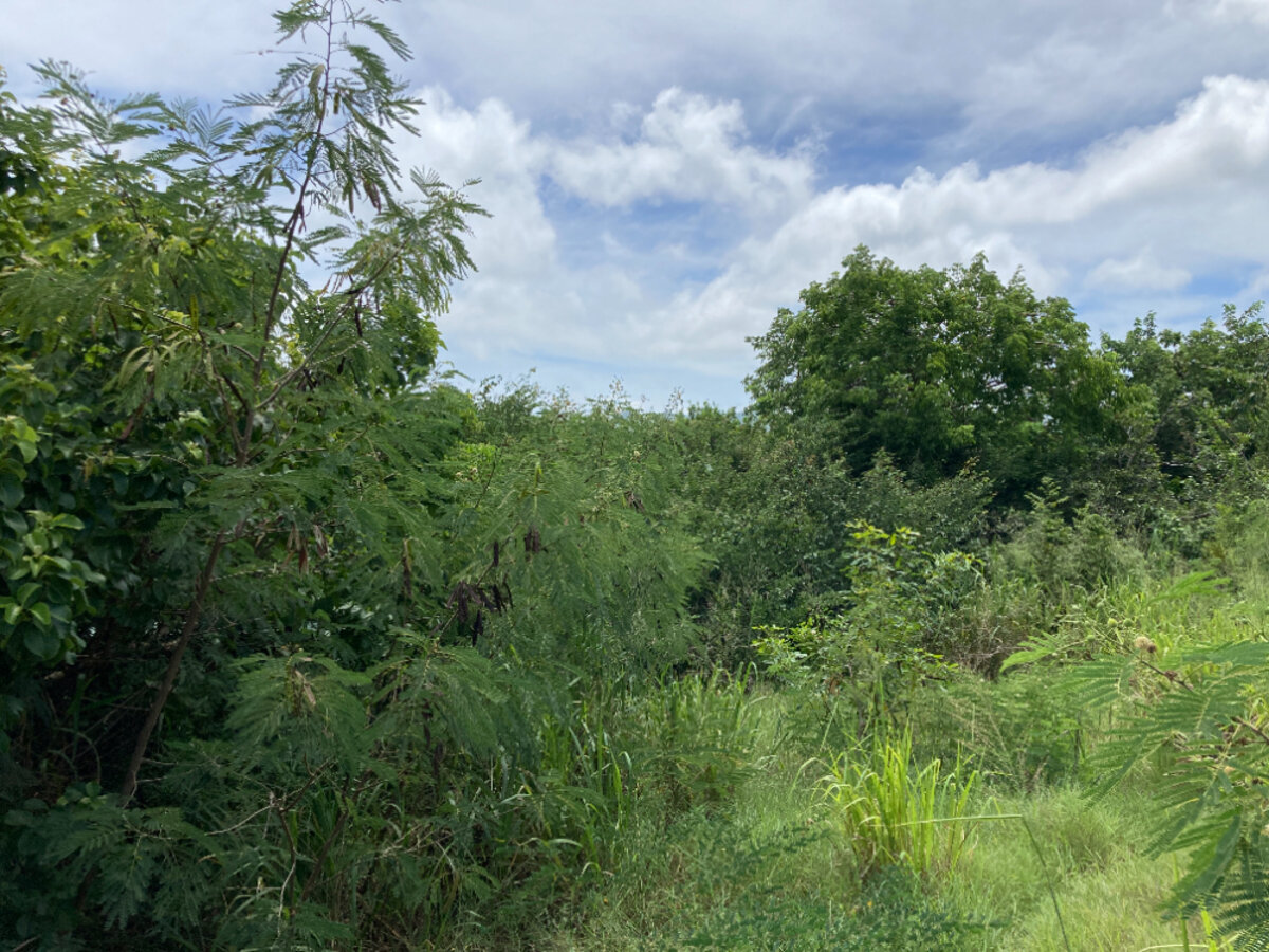 Terrain cote Baie Rouge Terres Basses