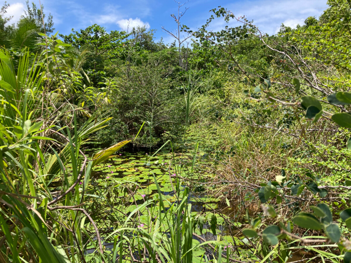 Terrain cote Baie Rouge Terres Basses