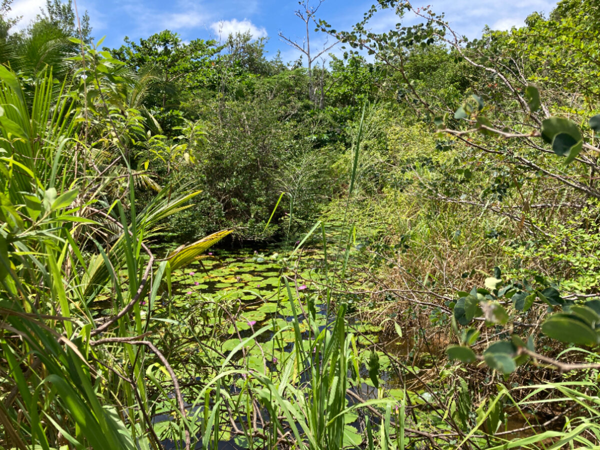 Terrain cote Baie Rouge Terres Basses