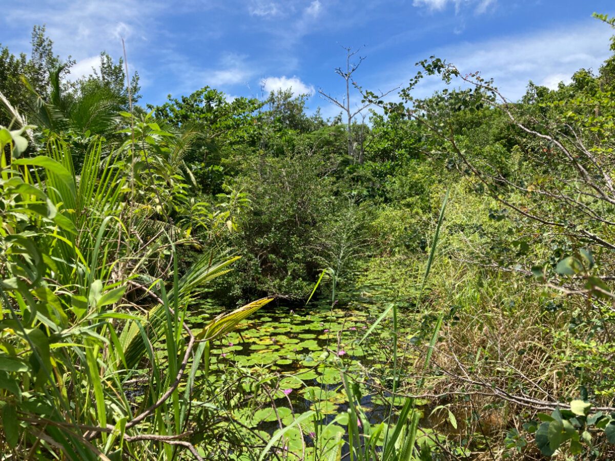 Terrain cote Baie Rouge Terres Basses