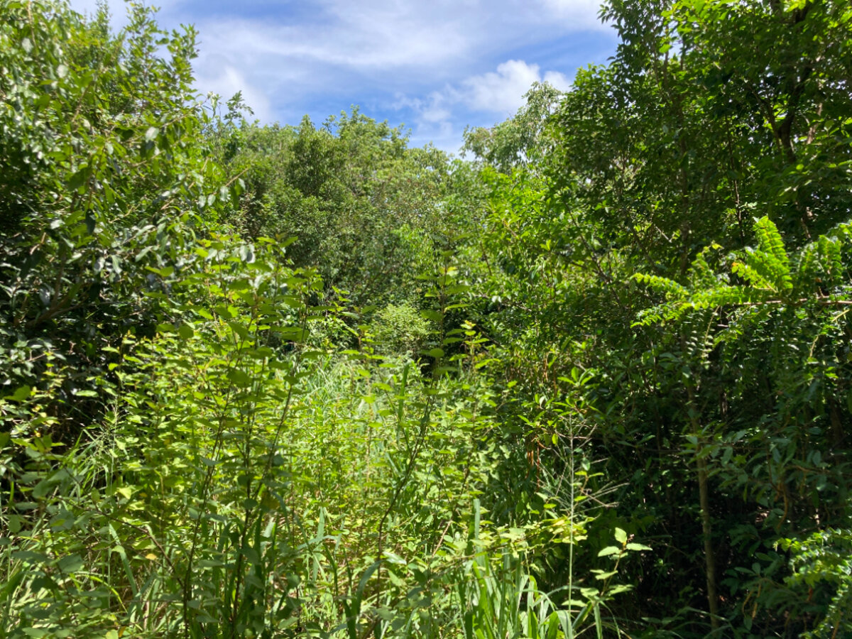 Terrain cote Baie Rouge Terres Basses