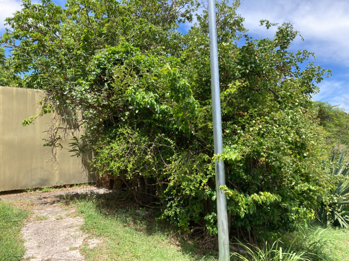 Terrain cote Baie Rouge Terres Basses