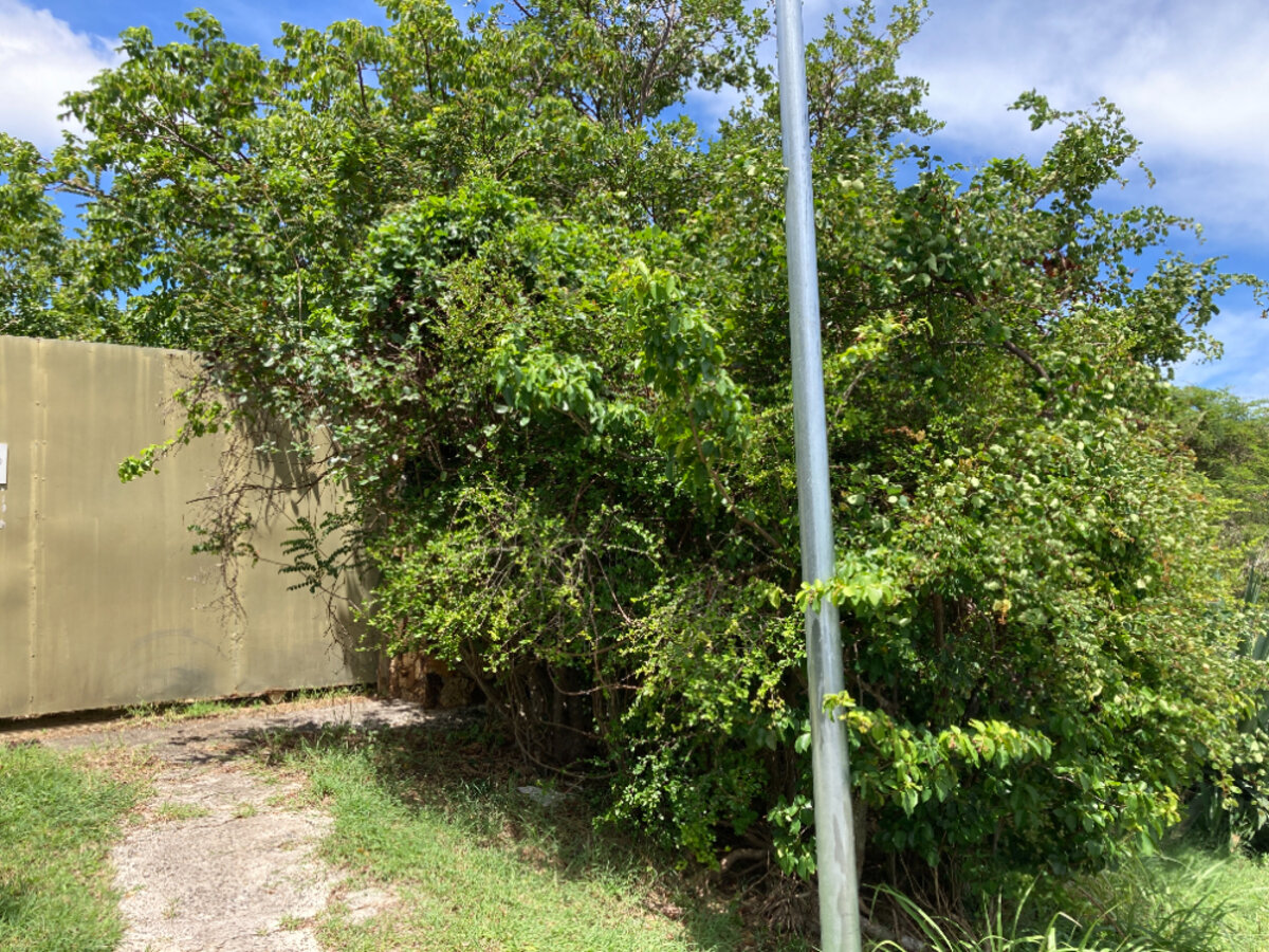 Terrain cote Baie Rouge Terres Basses