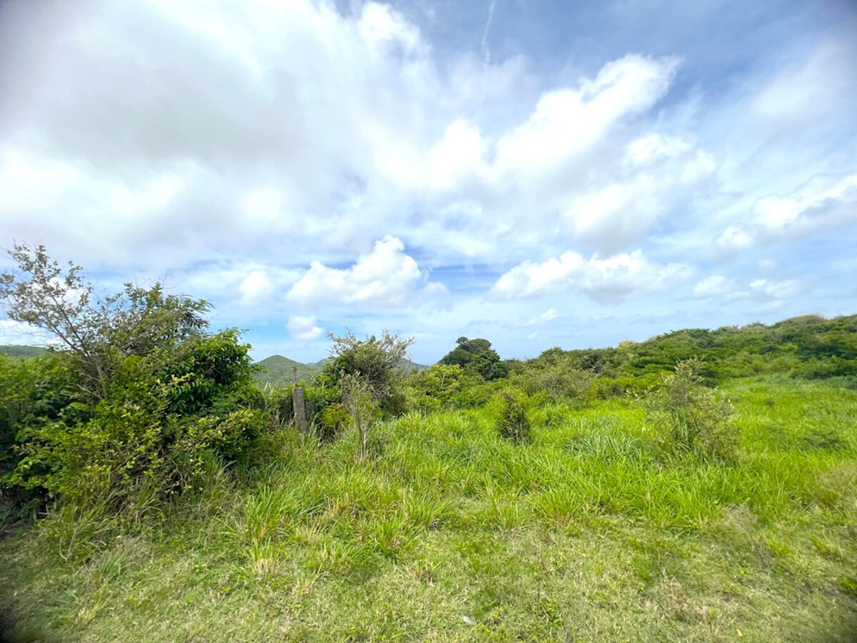 Land Pic Paradis Rare find